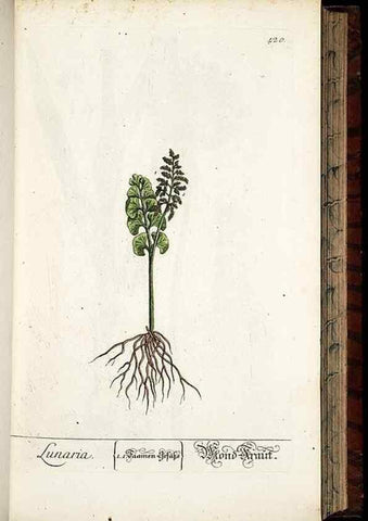 Reproducción/Reproduction 8428955587: Herbarium Blackwellianum emendatum et auctum, id est, Elisabethae Blackwell collectio stirpium. Norimbergae : Typis Io. Iosephi Fleischmanni, 1750-1773.