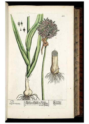 Reproducción/Reproduction 8430044200: Herbarium Blackwellianum emendatum et auctum, id est, Elisabethae Blackwell collectio stirpium. Norimbergae : Typis Io. Iosephi Fleischmanni, 1750-1773.