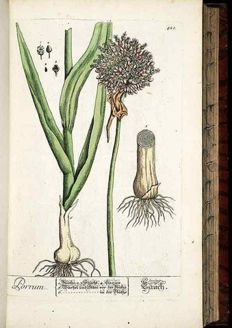 Reproducción/Reproduction 8430044200: Herbarium Blackwellianum emendatum et auctum, id est, Elisabethae Blackwell collectio stirpium. Norimbergae : Typis Io. Iosephi Fleischmanni, 1750-1773.
