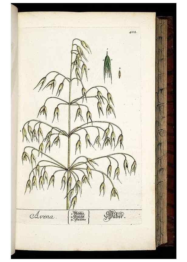 Reproducción/Reproduction 8430044332: Herbarium Blackwellianum emendatum et auctum, id est, Elisabethae Blackwell collectio stirpium. Norimbergae : Typis Io. Iosephi Fleischmanni, 1750-1773.
