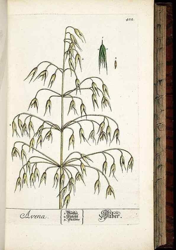 Reproducción/Reproduction 8430044332: Herbarium Blackwellianum emendatum et auctum, id est, Elisabethae Blackwell collectio stirpium. Norimbergae : Typis Io. Iosephi Fleischmanni, 1750-1773.