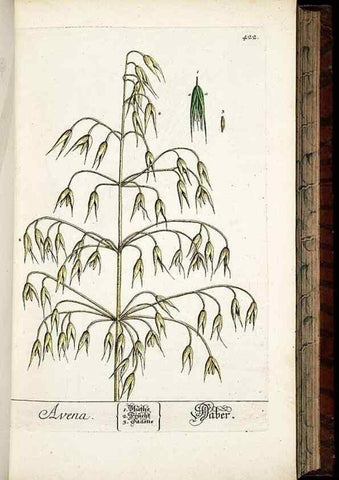 Reproducción/Reproduction 8430044332: Herbarium Blackwellianum emendatum et auctum, id est, Elisabethae Blackwell collectio stirpium. Norimbergae : Typis Io. Iosephi Fleischmanni, 1750-1773.