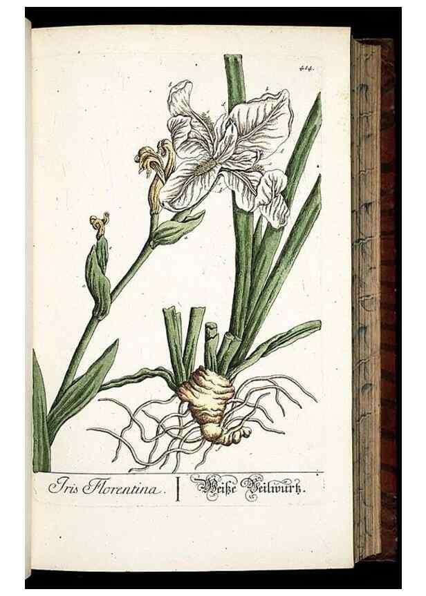 Reproducción/Reproduction 8430042366: Herbarium Blackwellianum emendatum et auctum, id est, Elisabethae Blackwell collectio stirpium. Norimbergae : Typis Io. Iosephi Fleischmanni, 1750-1773.