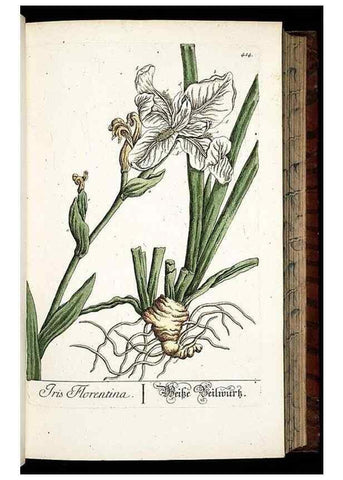 Reproducción/Reproduction 8430042366: Herbarium Blackwellianum emendatum et auctum, id est, Elisabethae Blackwell collectio stirpium. Norimbergae : Typis Io. Iosephi Fleischmanni, 1750-1773.