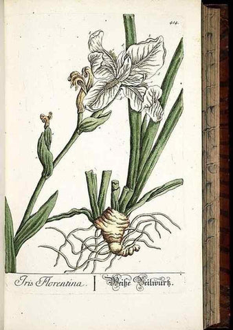 Reproducción/Reproduction 8430042366: Herbarium Blackwellianum emendatum et auctum, id est, Elisabethae Blackwell collectio stirpium. Norimbergae : Typis Io. Iosephi Fleischmanni, 1750-1773.