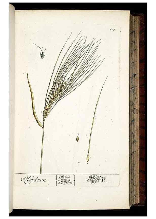 Reproducción/Reproduction 8430044462: Herbarium Blackwellianum emendatum et auctum, id est, Elisabethae Blackwell collectio stirpium. Norimbergae : Typis Io. Iosephi Fleischmanni, 1750-1773.