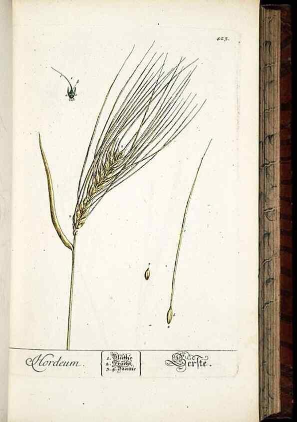 Reproducción/Reproduction 8430044462: Herbarium Blackwellianum emendatum et auctum, id est, Elisabethae Blackwell collectio stirpium. Norimbergae : Typis Io. Iosephi Fleischmanni, 1750-1773.