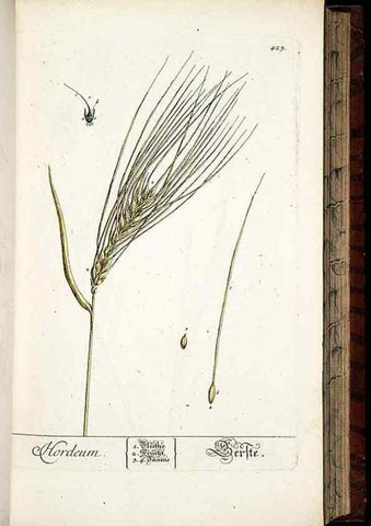 Reproducción/Reproduction 8430044462: Herbarium Blackwellianum emendatum et auctum, id est, Elisabethae Blackwell collectio stirpium. Norimbergae : Typis Io. Iosephi Fleischmanni, 1750-1773.