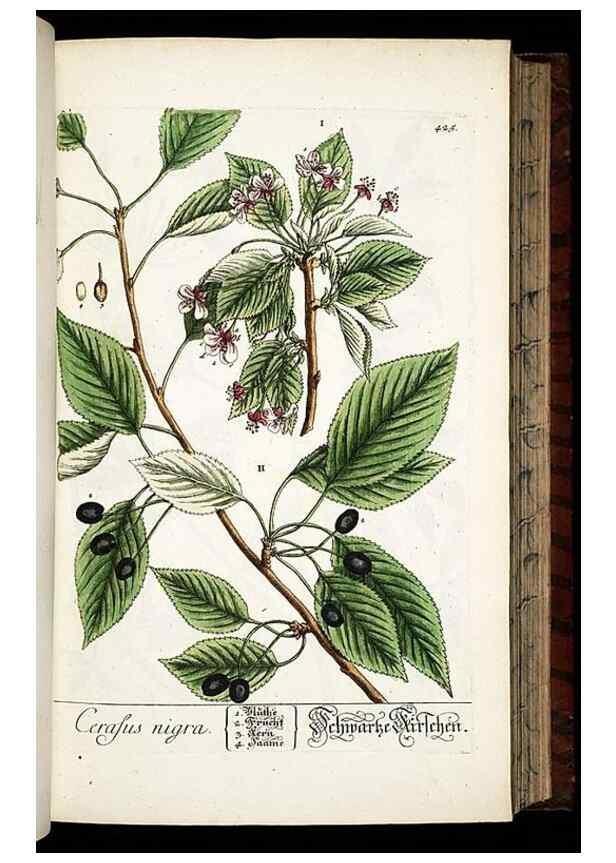 Reproducción/Reproduction 8428956349: Herbarium Blackwellianum emendatum et auctum, id est, Elisabethae Blackwell collectio stirpium. Norimbergae : Typis Io. Iosephi Fleischmanni, 1750-1773.