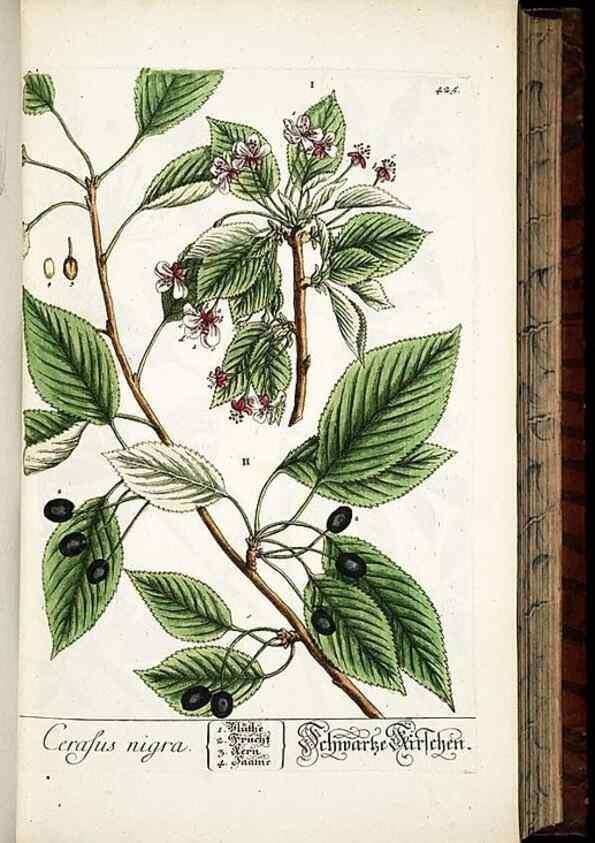 Reproducción/Reproduction 8428956349: Herbarium Blackwellianum emendatum et auctum, id est, Elisabethae Blackwell collectio stirpium. Norimbergae : Typis Io. Iosephi Fleischmanni, 1750-1773.