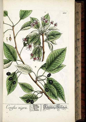 Reproducción/Reproduction 8428956349: Herbarium Blackwellianum emendatum et auctum, id est, Elisabethae Blackwell collectio stirpium. Norimbergae : Typis Io. Iosephi Fleischmanni, 1750-1773.