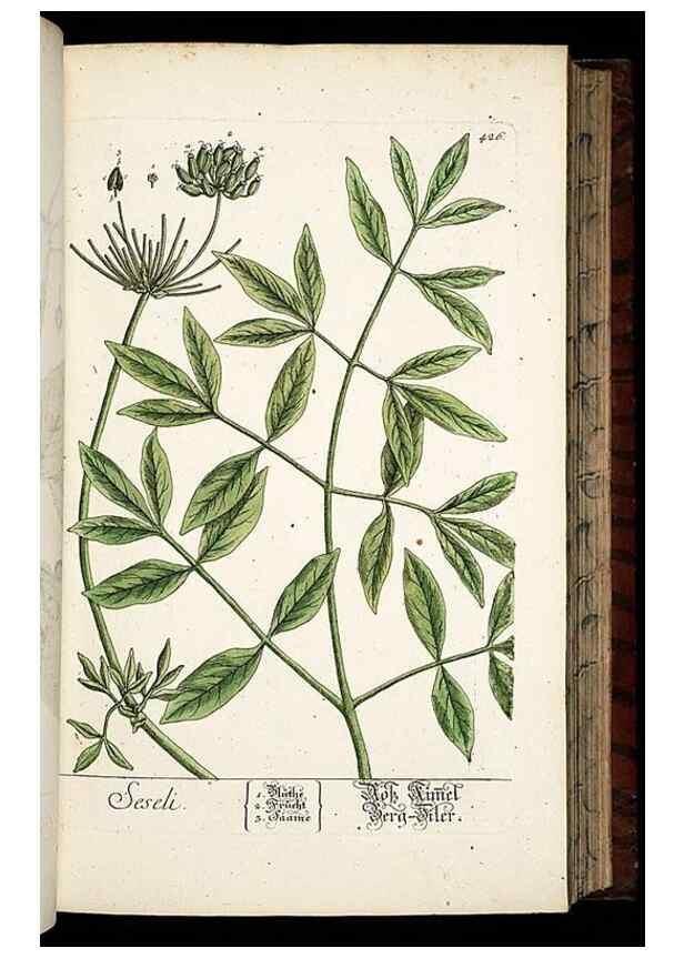 Reproducción/Reproduction 8428956575: Herbarium Blackwellianum emendatum et auctum, id est, Elisabethae Blackwell collectio stirpium. Norimbergae : Typis Io. Iosephi Fleischmanni, 1750-1773.