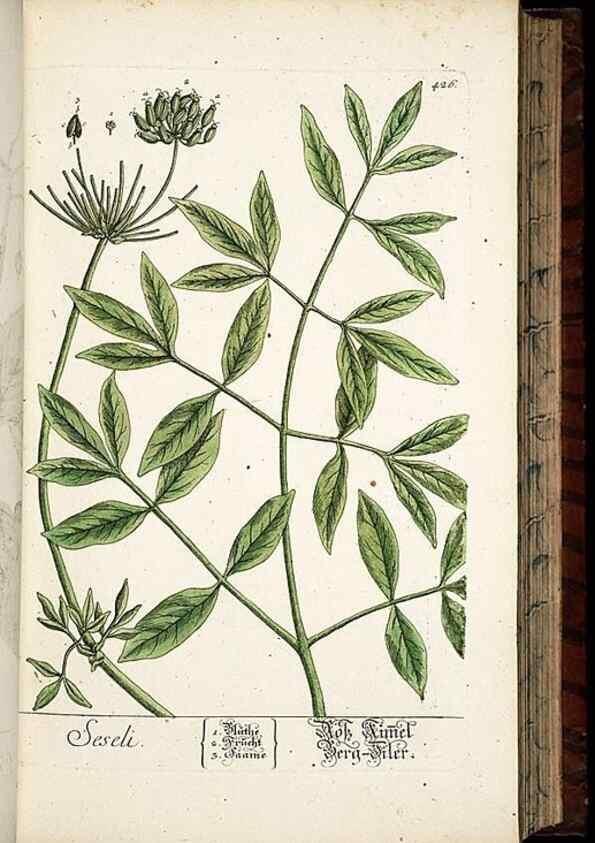 Reproducción/Reproduction 8428956575: Herbarium Blackwellianum emendatum et auctum, id est, Elisabethae Blackwell collectio stirpium. Norimbergae : Typis Io. Iosephi Fleischmanni, 1750-1773.