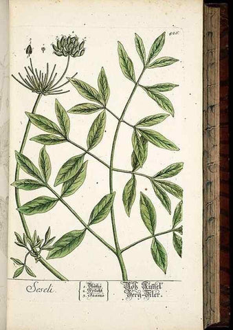Reproducción/Reproduction 8428956575: Herbarium Blackwellianum emendatum et auctum, id est, Elisabethae Blackwell collectio stirpium. Norimbergae : Typis Io. Iosephi Fleischmanni, 1750-1773.