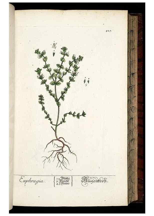 Reproducción/Reproduction 8430045158: Herbarium Blackwellianum emendatum et auctum, id est, Elisabethae Blackwell collectio stirpium. Norimbergae : Typis Io. Iosephi Fleischmanni, 1750-1773.