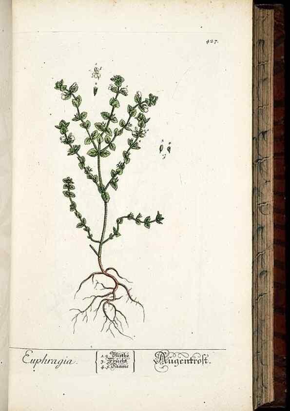 Reproducción/Reproduction 8430045158: Herbarium Blackwellianum emendatum et auctum, id est, Elisabethae Blackwell collectio stirpium. Norimbergae : Typis Io. Iosephi Fleischmanni, 1750-1773.