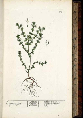 Reproducción/Reproduction 8430045158: Herbarium Blackwellianum emendatum et auctum, id est, Elisabethae Blackwell collectio stirpium. Norimbergae : Typis Io. Iosephi Fleischmanni, 1750-1773.