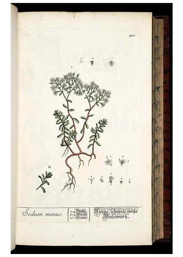 Reproducción/Reproduction 8430045288: Herbarium Blackwellianum emendatum et auctum, id est, Elisabethae Blackwell collectio stirpium. Norimbergae : Typis Io. Iosephi Fleischmanni, 1750-1773.