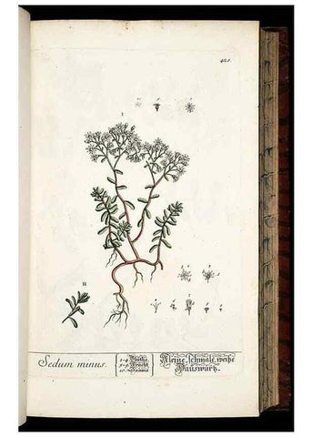 Reproducción/Reproduction 8430045288: Herbarium Blackwellianum emendatum et auctum, id est, Elisabethae Blackwell collectio stirpium. Norimbergae : Typis Io. Iosephi Fleischmanni, 1750-1773.