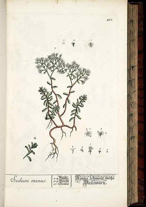 Reproducción/Reproduction 8430045288: Herbarium Blackwellianum emendatum et auctum, id est, Elisabethae Blackwell collectio stirpium. Norimbergae : Typis Io. Iosephi Fleischmanni, 1750-1773.