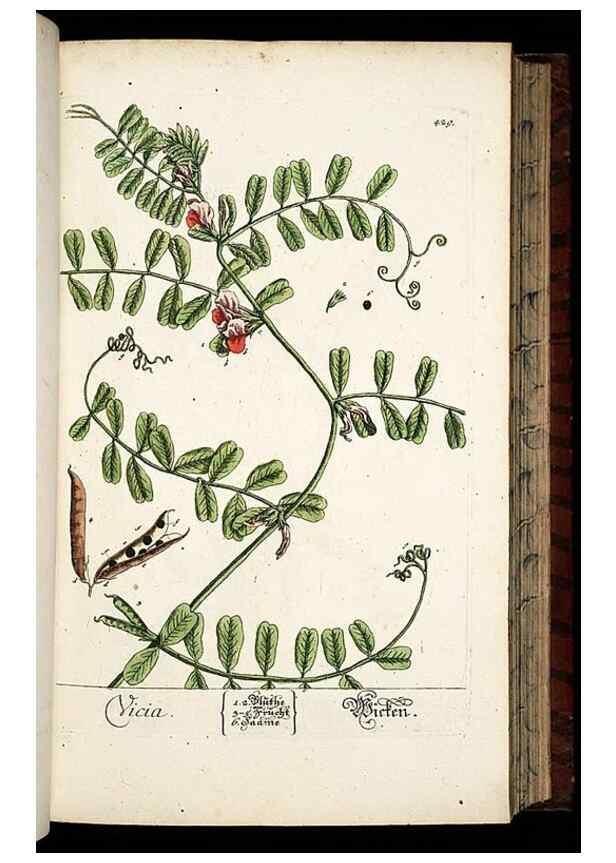 Reproducción/Reproduction 8428957095: Herbarium Blackwellianum emendatum et auctum, id est, Elisabethae Blackwell collectio stirpium. Norimbergae : Typis Io. Iosephi Fleischmanni, 1750-1773.