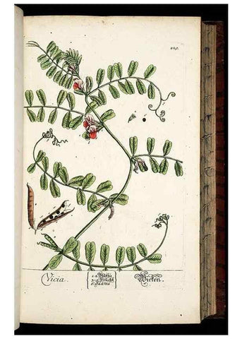 Reproducción/Reproduction 8428957095: Herbarium Blackwellianum emendatum et auctum, id est, Elisabethae Blackwell collectio stirpium. Norimbergae : Typis Io. Iosephi Fleischmanni, 1750-1773.
