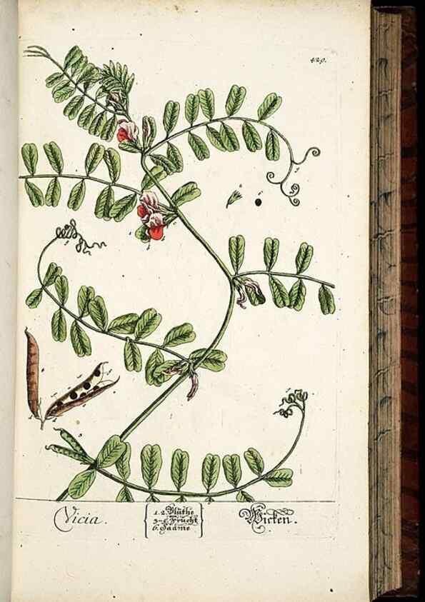 Reproducción/Reproduction 8428957095: Herbarium Blackwellianum emendatum et auctum, id est, Elisabethae Blackwell collectio stirpium. Norimbergae : Typis Io. Iosephi Fleischmanni, 1750-1773.