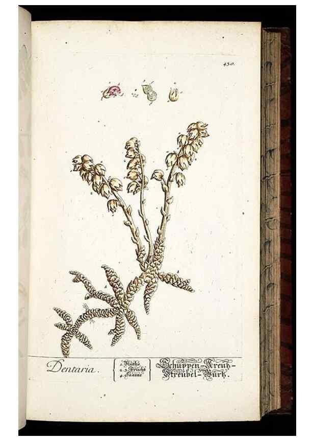 Reproducción/Reproduction 8428957379: Herbarium Blackwellianum emendatum et auctum, id est, Elisabethae Blackwell collectio stirpium. Norimbergae : Typis Io. Iosephi Fleischmanni, 1750-1773.