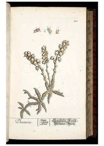 Reproducción/Reproduction 8428957379: Herbarium Blackwellianum emendatum et auctum, id est, Elisabethae Blackwell collectio stirpium. Norimbergae : Typis Io. Iosephi Fleischmanni, 1750-1773.
