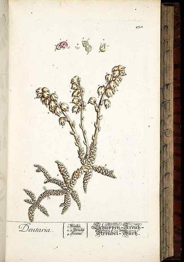Reproducción/Reproduction 8428957379: Herbarium Blackwellianum emendatum et auctum, id est, Elisabethae Blackwell collectio stirpium. Norimbergae : Typis Io. Iosephi Fleischmanni, 1750-1773.