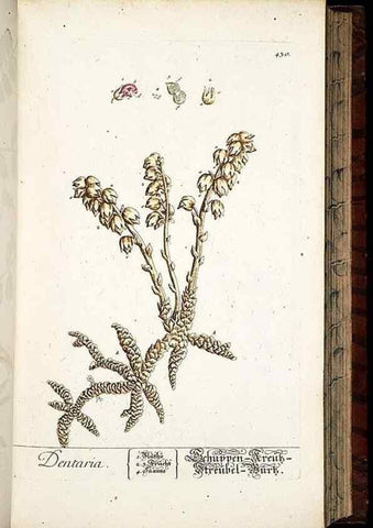 Reproducción/Reproduction 8428957379: Herbarium Blackwellianum emendatum et auctum, id est, Elisabethae Blackwell collectio stirpium. Norimbergae : Typis Io. Iosephi Fleischmanni, 1750-1773.