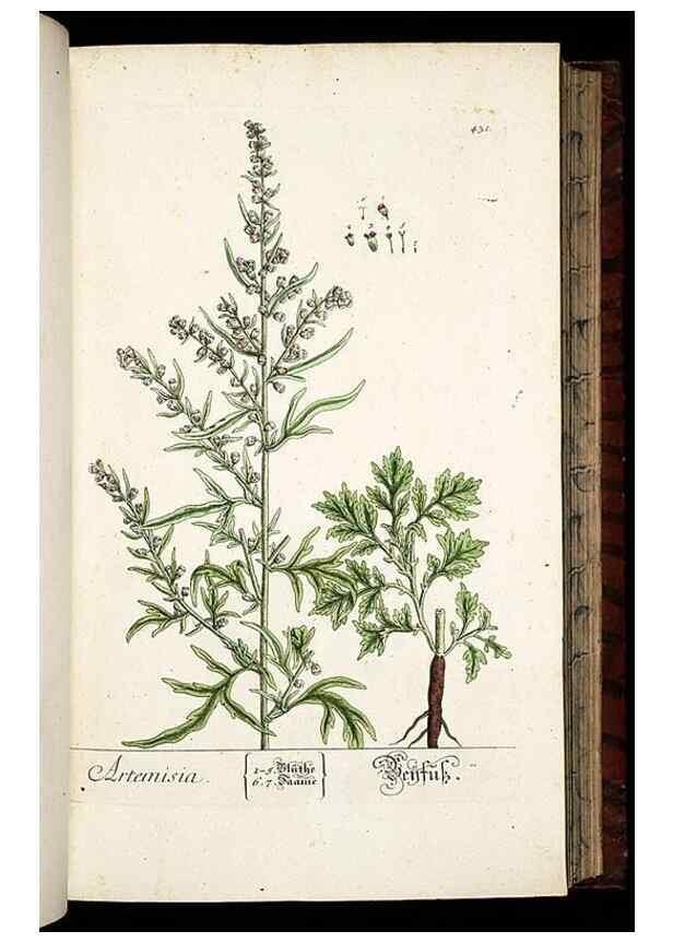 Reproducción/Reproduction 8428957737: Herbarium Blackwellianum emendatum et auctum, id est, Elisabethae Blackwell collectio stirpium. Norimbergae : Typis Io. Iosephi Fleischmanni, 1750-1773.