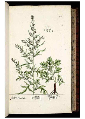 Reproducción/Reproduction 8428957737: Herbarium Blackwellianum emendatum et auctum, id est, Elisabethae Blackwell collectio stirpium. Norimbergae : Typis Io. Iosephi Fleischmanni, 1750-1773.