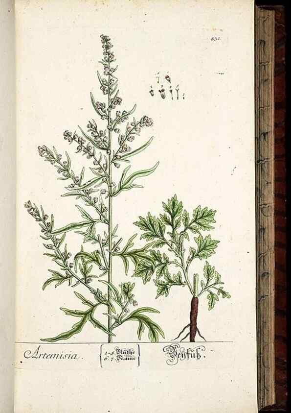 Reproducción/Reproduction 8428957737: Herbarium Blackwellianum emendatum et auctum, id est, Elisabethae Blackwell collectio stirpium. Norimbergae : Typis Io. Iosephi Fleischmanni, 1750-1773.