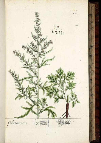 Reproducción/Reproduction 8428957737: Herbarium Blackwellianum emendatum et auctum, id est, Elisabethae Blackwell collectio stirpium. Norimbergae : Typis Io. Iosephi Fleischmanni, 1750-1773.