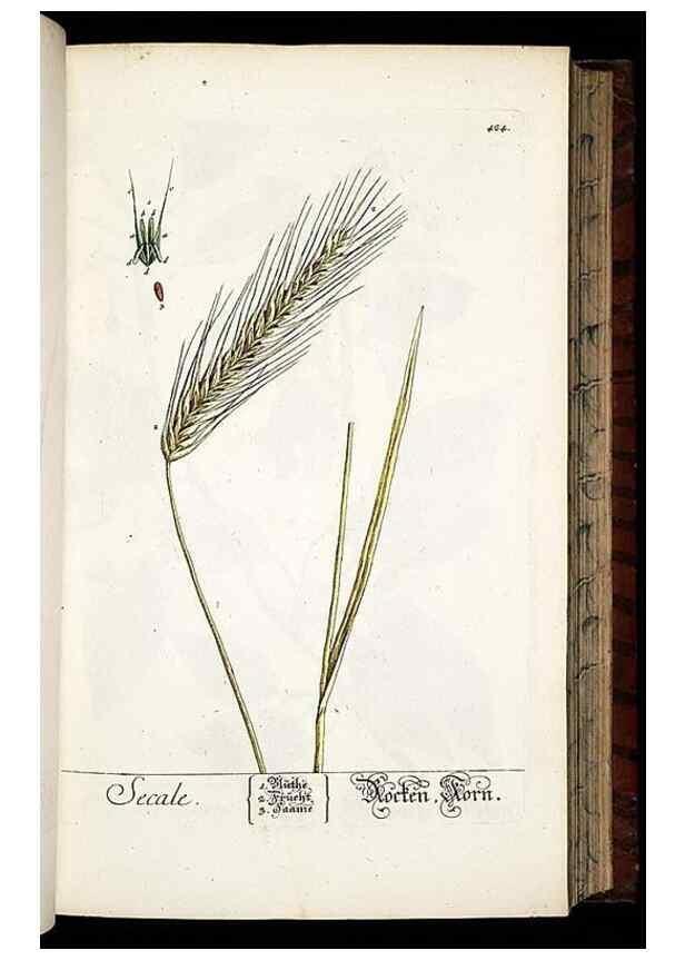 Reproducción/Reproduction 8428956233: Herbarium Blackwellianum emendatum et auctum, id est, Elisabethae Blackwell collectio stirpium. Norimbergae : Typis Io. Iosephi Fleischmanni, 1750-1773.