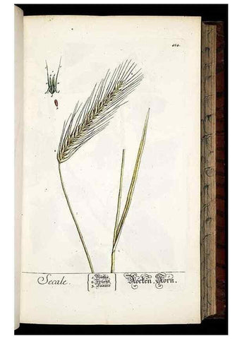 Reproducción/Reproduction 8428956233: Herbarium Blackwellianum emendatum et auctum, id est, Elisabethae Blackwell collectio stirpium. Norimbergae : Typis Io. Iosephi Fleischmanni, 1750-1773.