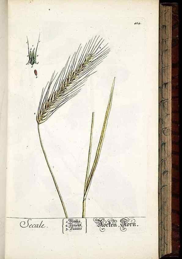 Reproducción/Reproduction 8428956233: Herbarium Blackwellianum emendatum et auctum, id est, Elisabethae Blackwell collectio stirpium. Norimbergae : Typis Io. Iosephi Fleischmanni, 1750-1773.