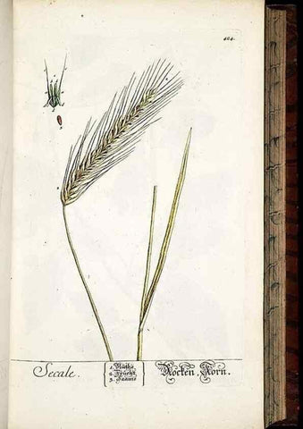 Reproducción/Reproduction 8428956233: Herbarium Blackwellianum emendatum et auctum, id est, Elisabethae Blackwell collectio stirpium. Norimbergae : Typis Io. Iosephi Fleischmanni, 1750-1773.