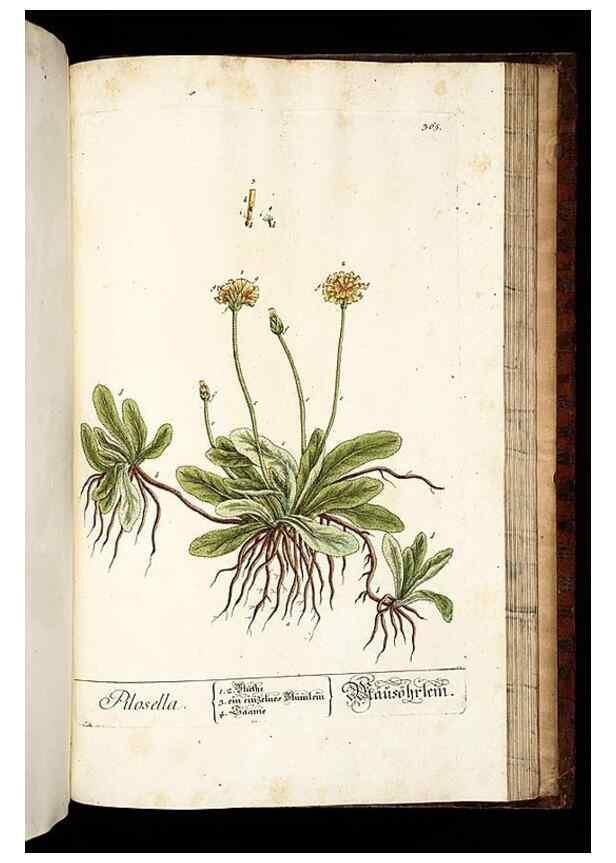 Reproducción/Reproduction 8430001664: Herbarium Blackwellianum emendatum et auctum, id est, Elisabethae Blackwell collectio stirpium. Norimbergae : Typis Io. Iosephi Fleischmanni, 1750-1773.