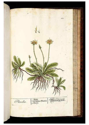 Reproducción/Reproduction 8430001664: Herbarium Blackwellianum emendatum et auctum, id est, Elisabethae Blackwell collectio stirpium. Norimbergae : Typis Io. Iosephi Fleischmanni, 1750-1773.