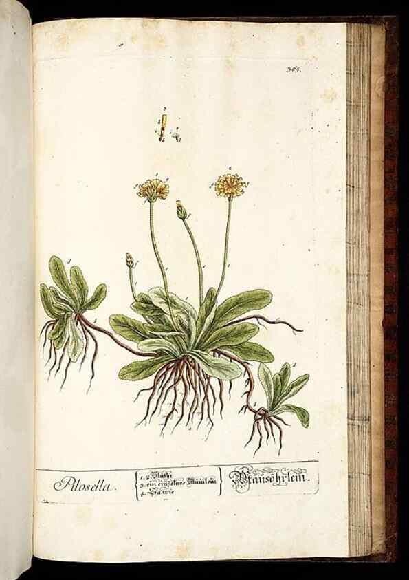 Reproducción/Reproduction 8430001664: Herbarium Blackwellianum emendatum et auctum, id est, Elisabethae Blackwell collectio stirpium. Norimbergae : Typis Io. Iosephi Fleischmanni, 1750-1773.