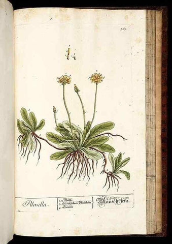 Reproducción/Reproduction 8430001664: Herbarium Blackwellianum emendatum et auctum, id est, Elisabethae Blackwell collectio stirpium. Norimbergae : Typis Io. Iosephi Fleischmanni, 1750-1773.