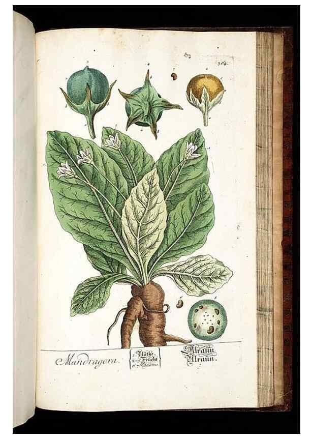 Reproducción/Reproduction 8428913143: Herbarium Blackwellianum emendatum et auctum, id est, Elisabethae Blackwell collectio stirpium. Norimbergae : Typis Io. Iosephi Fleischmanni, 1750-1773.