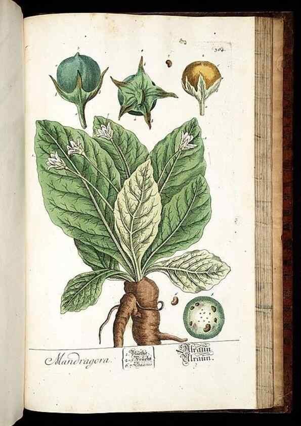 Reproducción/Reproduction 8428913143: Herbarium Blackwellianum emendatum et auctum, id est, Elisabethae Blackwell collectio stirpium. Norimbergae : Typis Io. Iosephi Fleischmanni, 1750-1773.