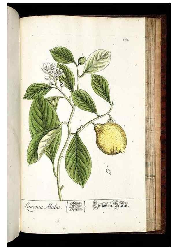 Reproducción/Reproduction 8430001180: Herbarium Blackwellianum emendatum et auctum, id est, Elisabethae Blackwell collectio stirpium. Norimbergae : Typis Io. Iosephi Fleischmanni, 1750-1773.
