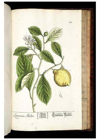 Reproducción/Reproduction 8430001180: Herbarium Blackwellianum emendatum et auctum, id est, Elisabethae Blackwell collectio stirpium. Norimbergae : Typis Io. Iosephi Fleischmanni, 1750-1773.