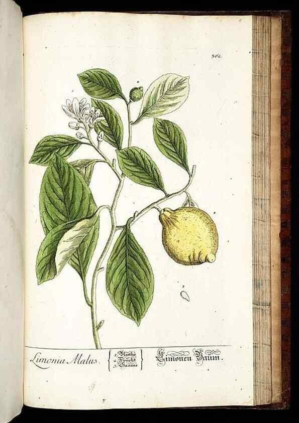 Reproducción/Reproduction 8430001180: Herbarium Blackwellianum emendatum et auctum, id est, Elisabethae Blackwell collectio stirpium. Norimbergae : Typis Io. Iosephi Fleischmanni, 1750-1773.