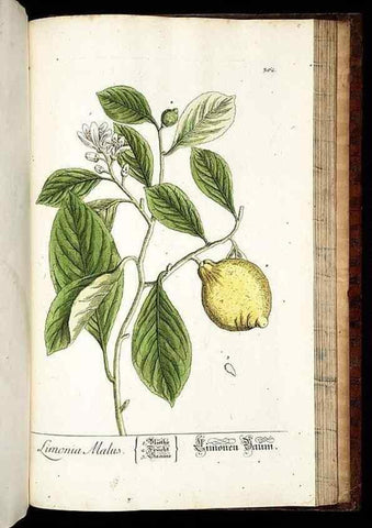 Reproducción/Reproduction 8430001180: Herbarium Blackwellianum emendatum et auctum, id est, Elisabethae Blackwell collectio stirpium. Norimbergae : Typis Io. Iosephi Fleischmanni, 1750-1773.