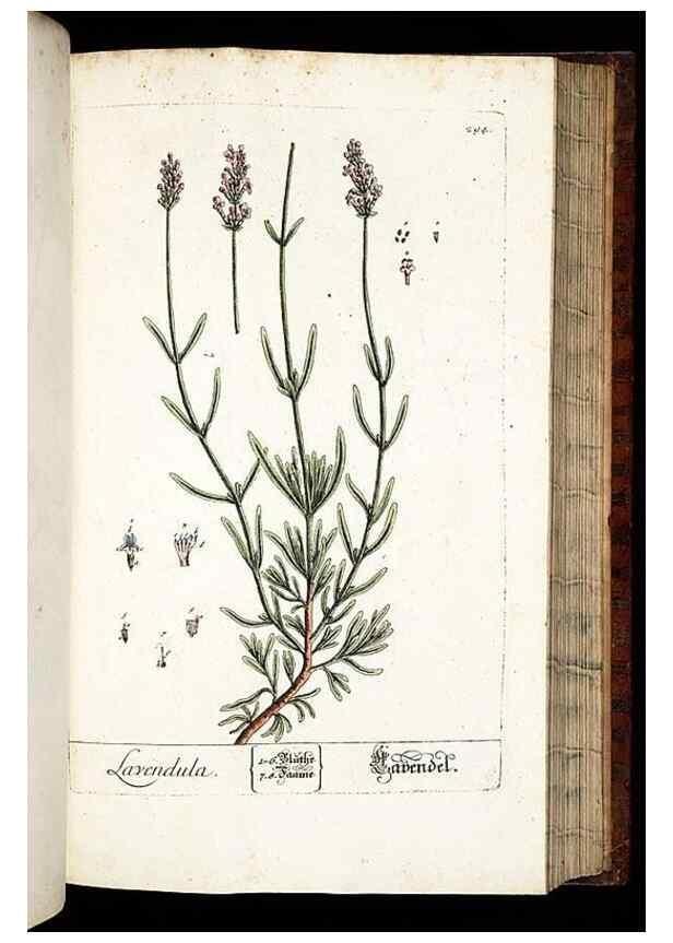 Reproducción/Reproduction 8429986376: Herbarium Blackwellianum emendatum et auctum, id est, Elisabethae Blackwell collectio stirpium. Norimbergae : Typis Io. Iosephi Fleischmanni, 1750-1773.